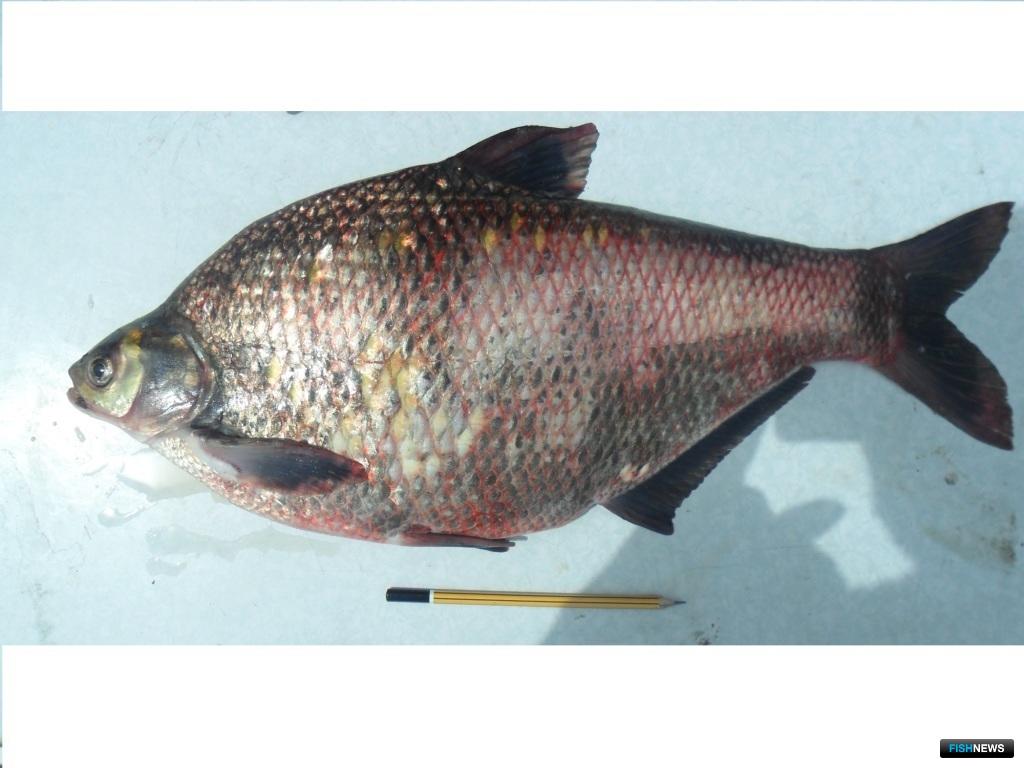 Осётр русский фото и описание – каталог рыб, смотреть онлайн