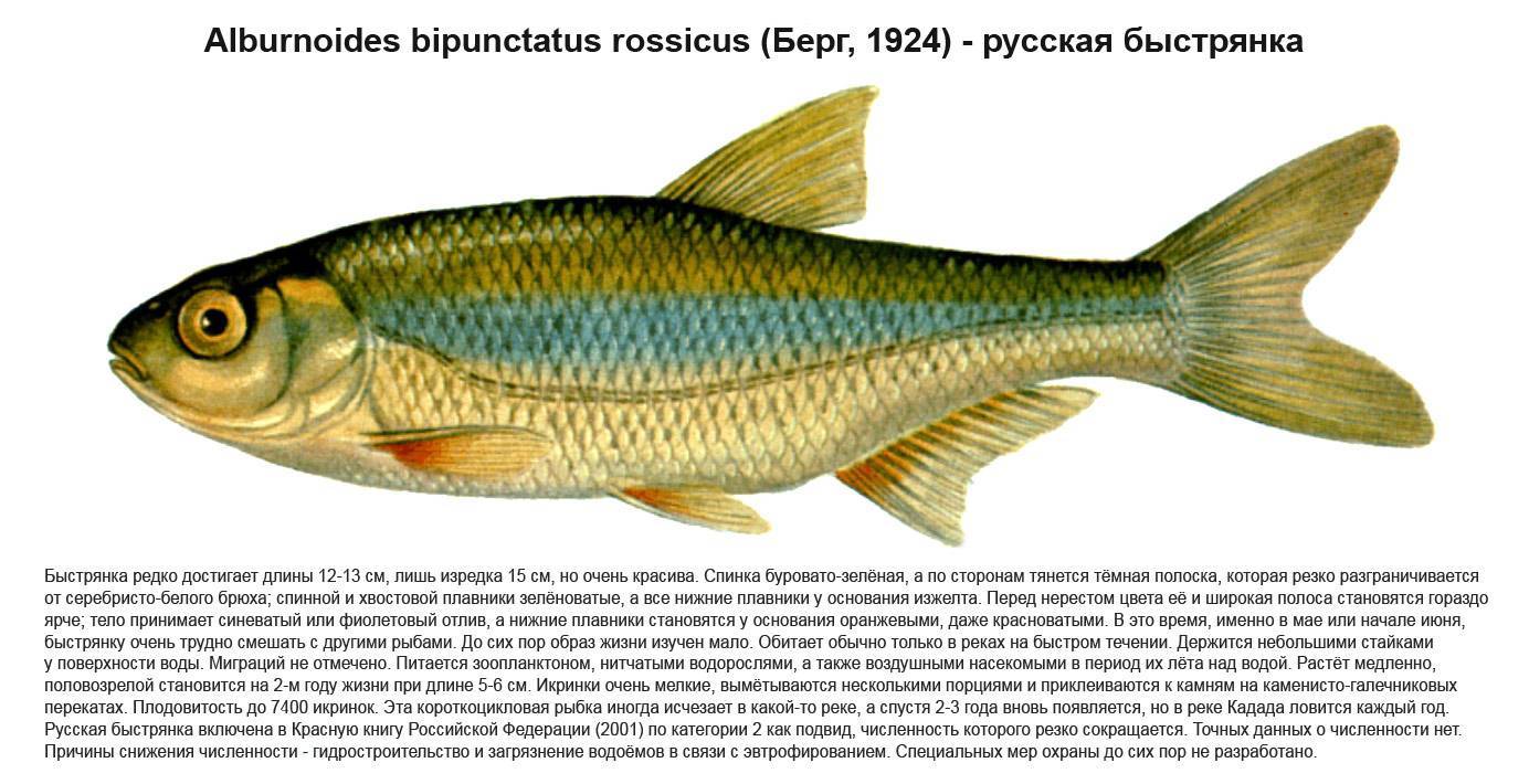 Рыба «плотва дунайская» фото и описание