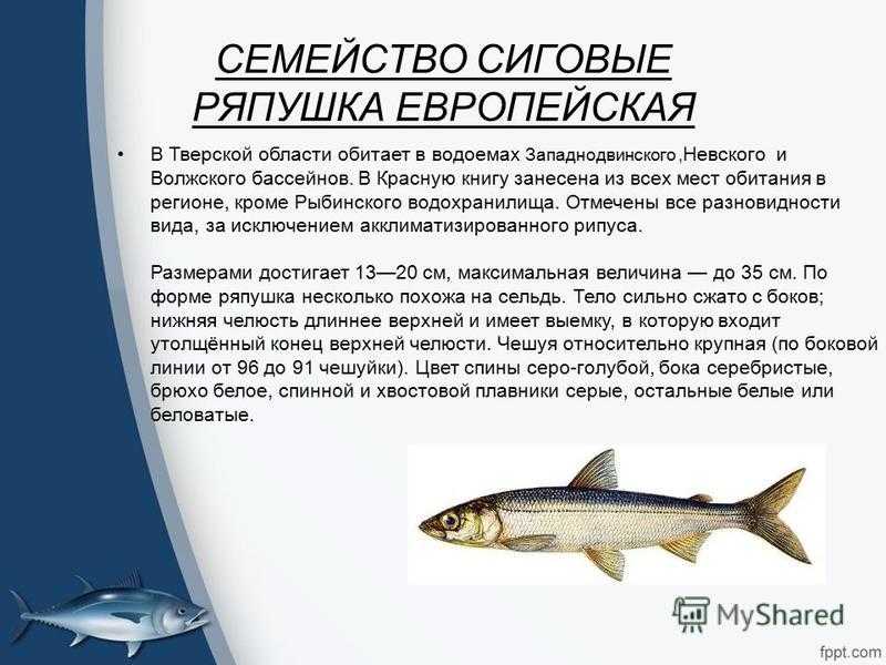 Рыба семейства сиговых, список с названиями и фото, особенности ловли сига