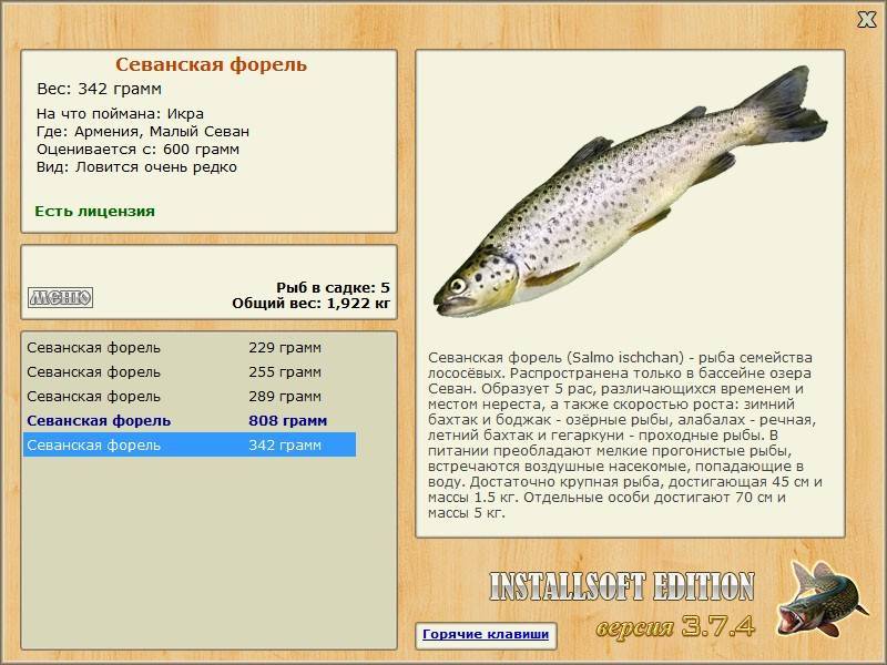 Форель ручьевая фото и описание – каталог рыб, смотреть онлайн