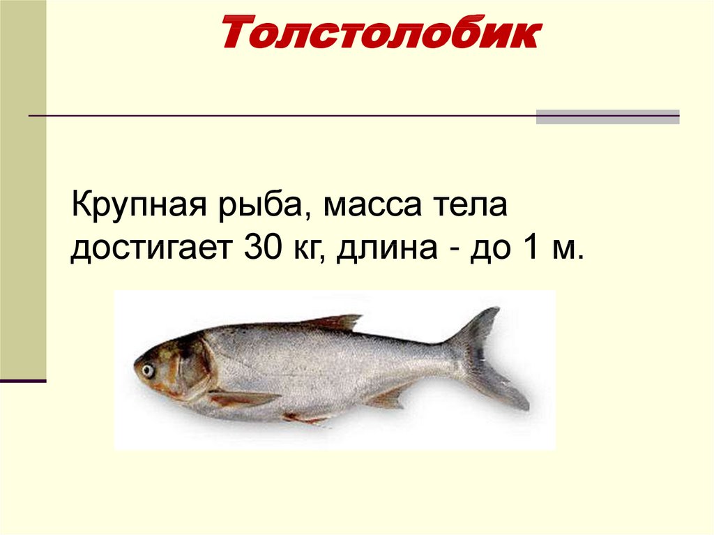 Рыба 🐟 толстолобик: фото и описание 👍. как выглядит белый и пестрый толстолобик, чем питается и где водится