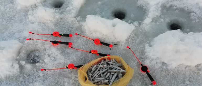 Ловля корюшки в санкт-петербурге  весной и зимой по всем правилам все виды рыбы способы и места ловли в водоемах ленинградской области