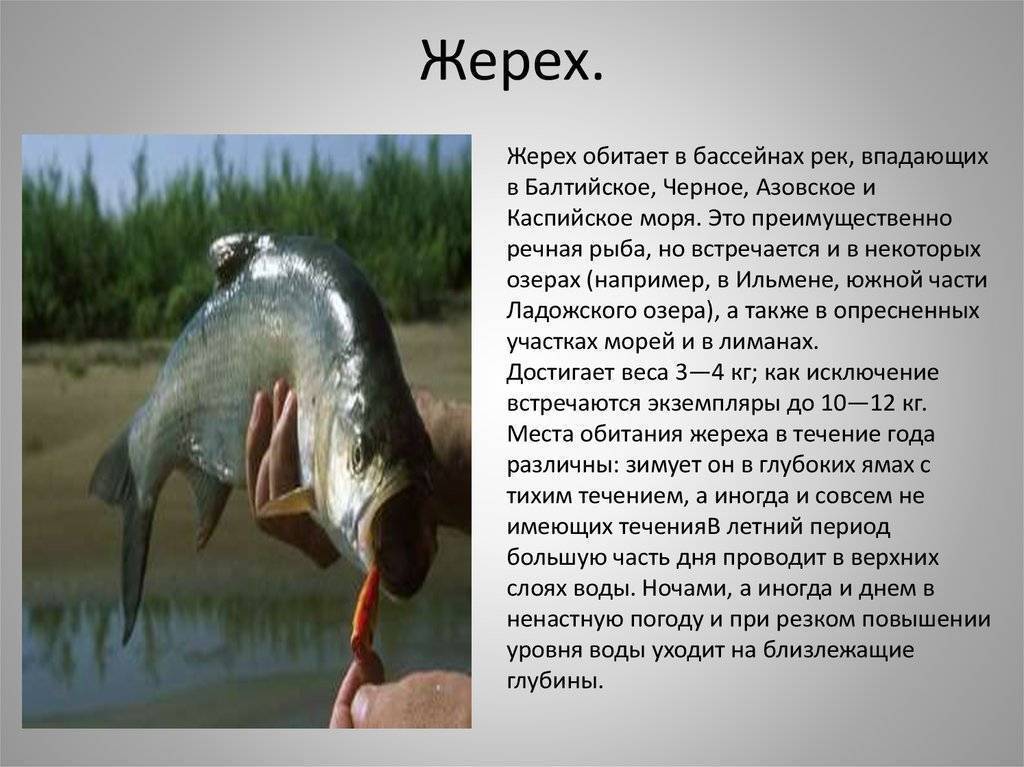 Жерех: рыба жерех фото и описание, нерест, способы ловли, образ жизни, приманки