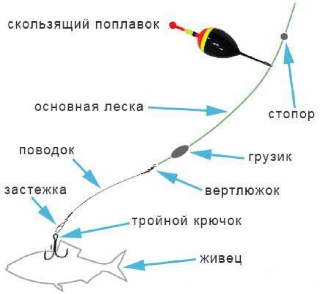 Густера рыба – фото и описание, где водится, как поймать и приготовить
