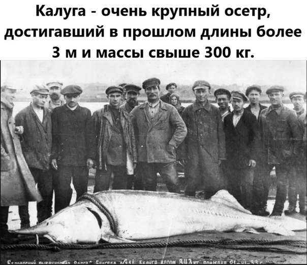 Рыба «кутум» фото и описание