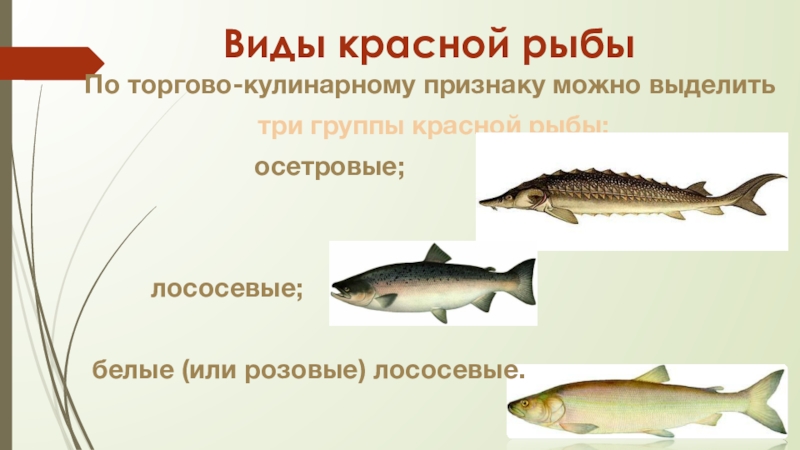 Осетровые рыбы: описание, подвиды и значение в рыбоводстве