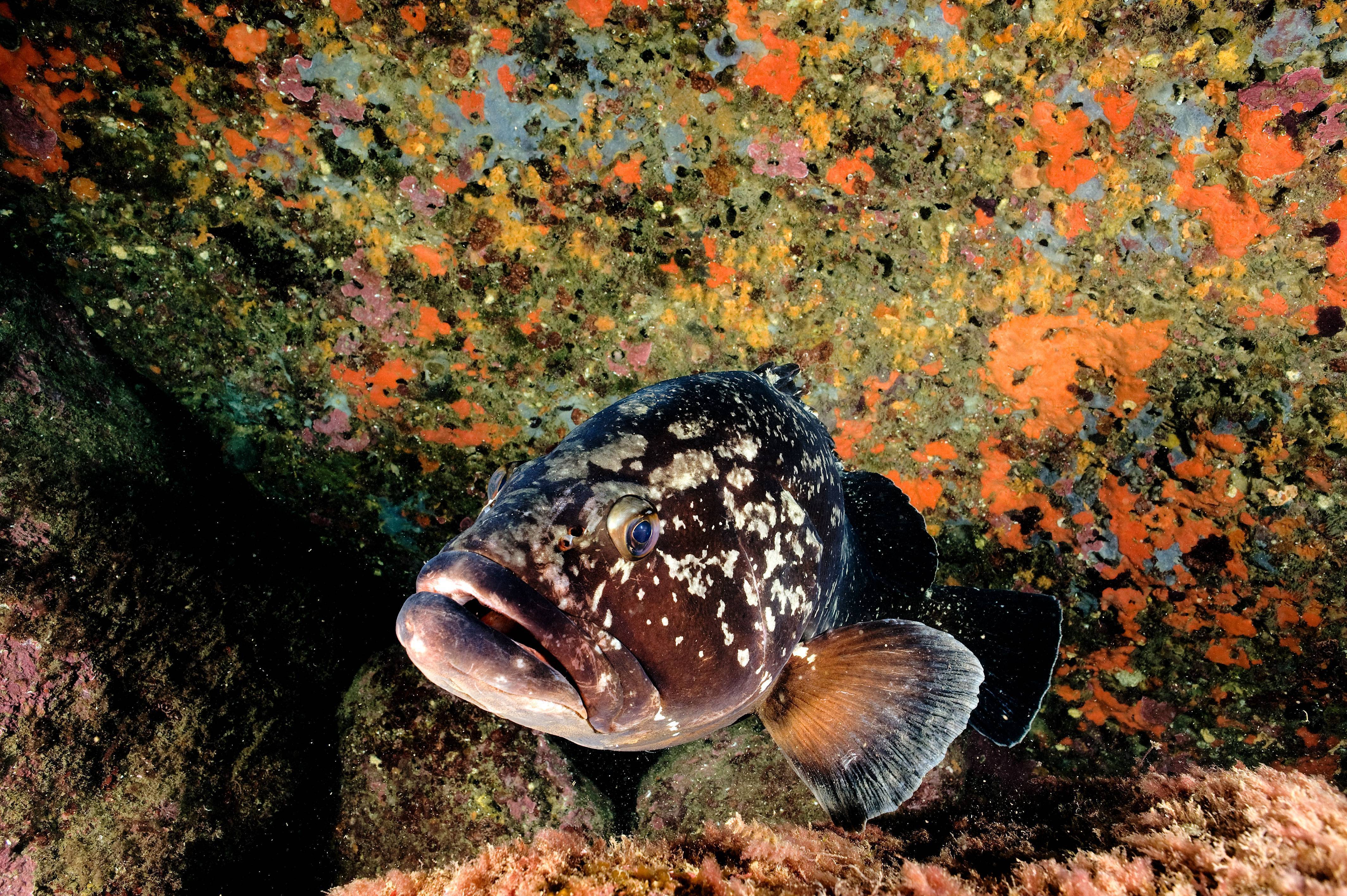Рыба групера: фото, описание, места обитания, способы лова самого крупного окуня в мире, враги