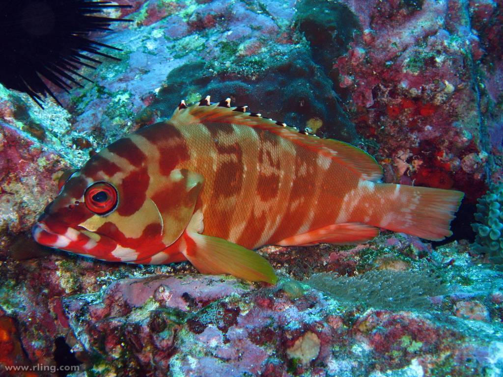 Морской окунь невооруженный фото и описание – каталог рыб, смотреть онлайн