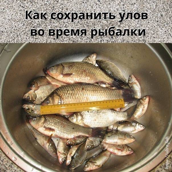 Как сохранить рыбу свежей после вылова