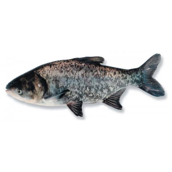 Толстолобик рыба. образ жизни и среда обитания толстолобика