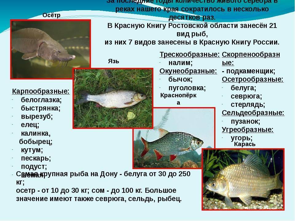 Диагностика болезней рыб. болезни аквариумных рыб. болезни аквариумных рыбок. болезни рыбок. болезни рыб. аквариумные рыбки и их болезни.