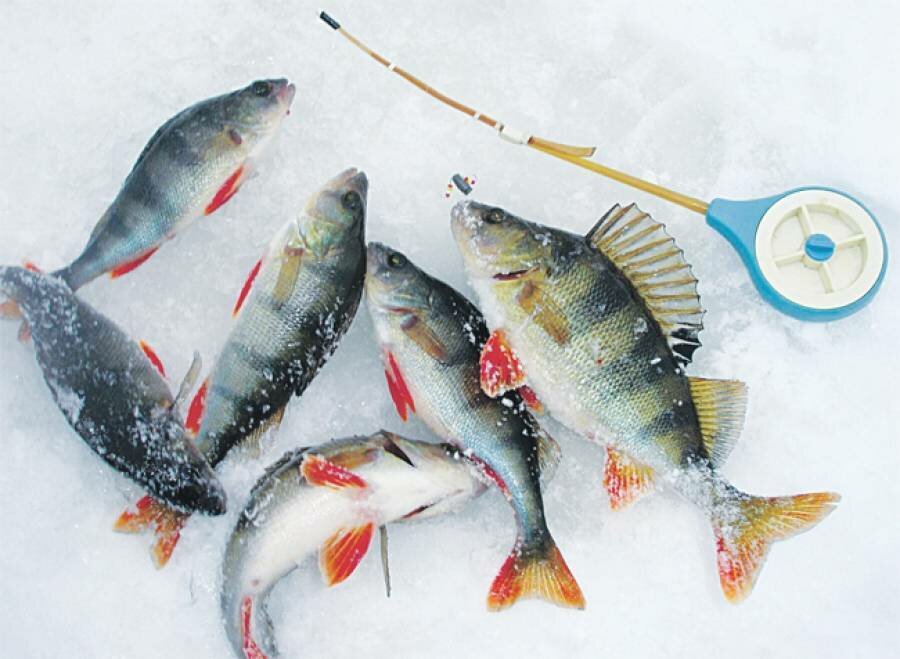 Ловля окуня по первому льду: снасти для рыбалки, меры предосторожности на реке