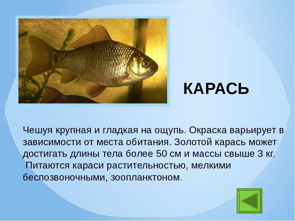 Особенности ловли линя — где, как и на что ловить