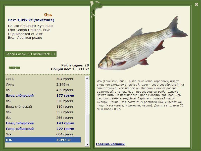 Рыба корюшка