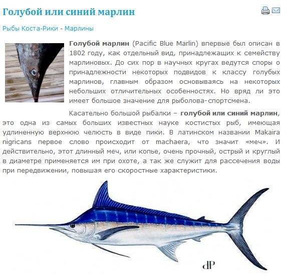 Рыба атлантический голубой марлин – мечта азартного рыбака — ribnydom.ru