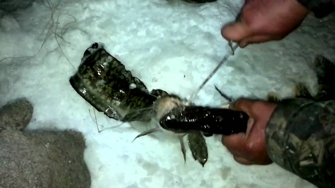 Рыбалка на енисее зимой на налима: ловля и секреты успешного улова