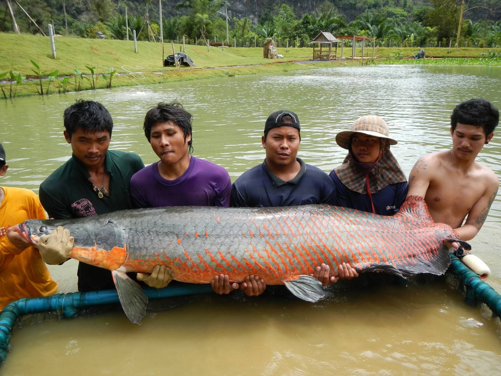 Арапайма (рыба): описание, среда обитания и фото