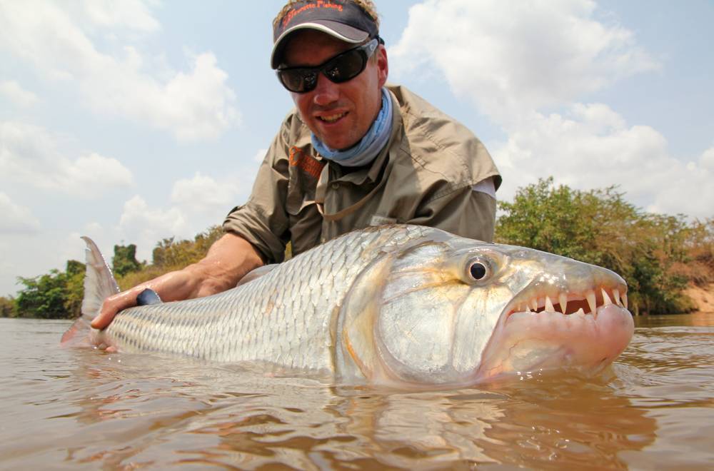 Рыба голиаф или большая тигровая рыба (hydrocynus goliath)