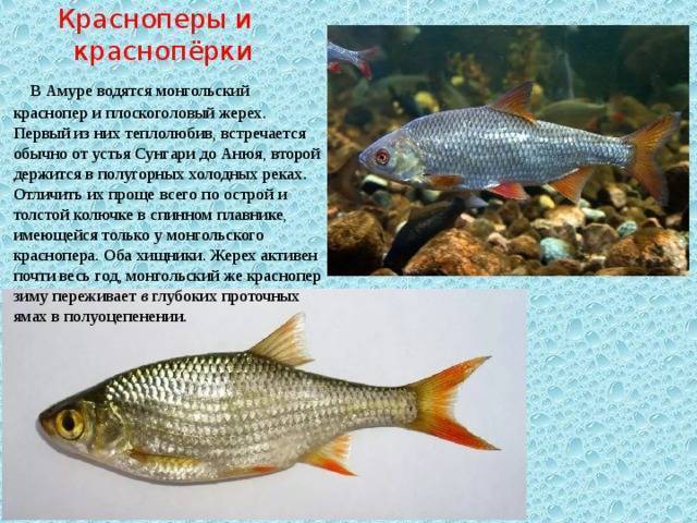 Красноперка рыба: как выглядит и где водится, когда нерест красноперки