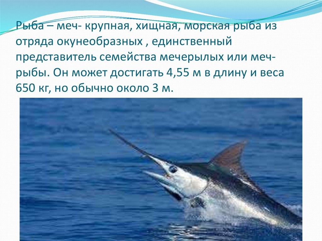 Меч-рыба – фото, описание, где обитает, чем питается, интересное