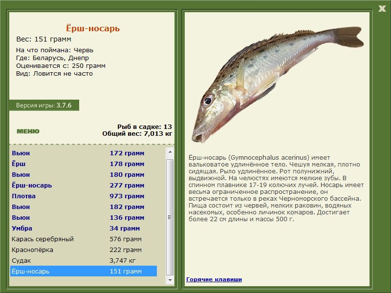 Рыба «ёрш носарь» фото и описание