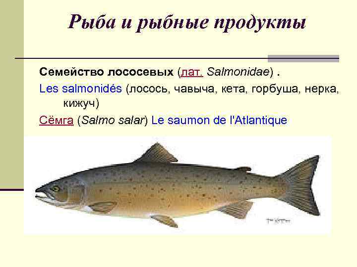 Нерка: что это за рыба, где обитает и чем полезна, особенности ловли
