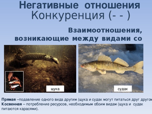 Чем питается щука: что ест, как и на кого охотится