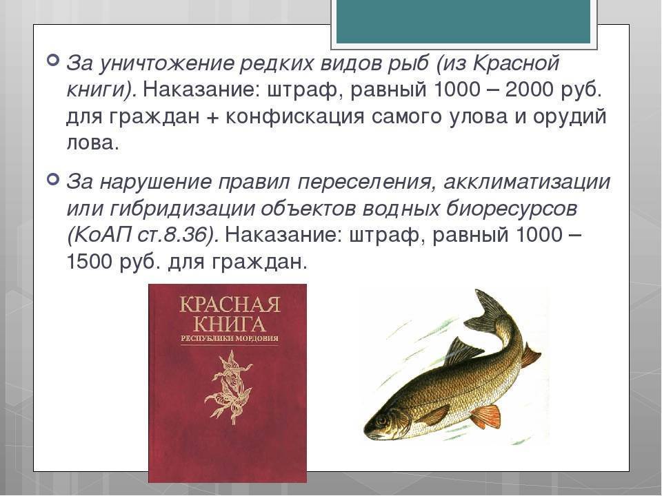 Шамайка - царская рыба: места обитания, ловля, отзывы