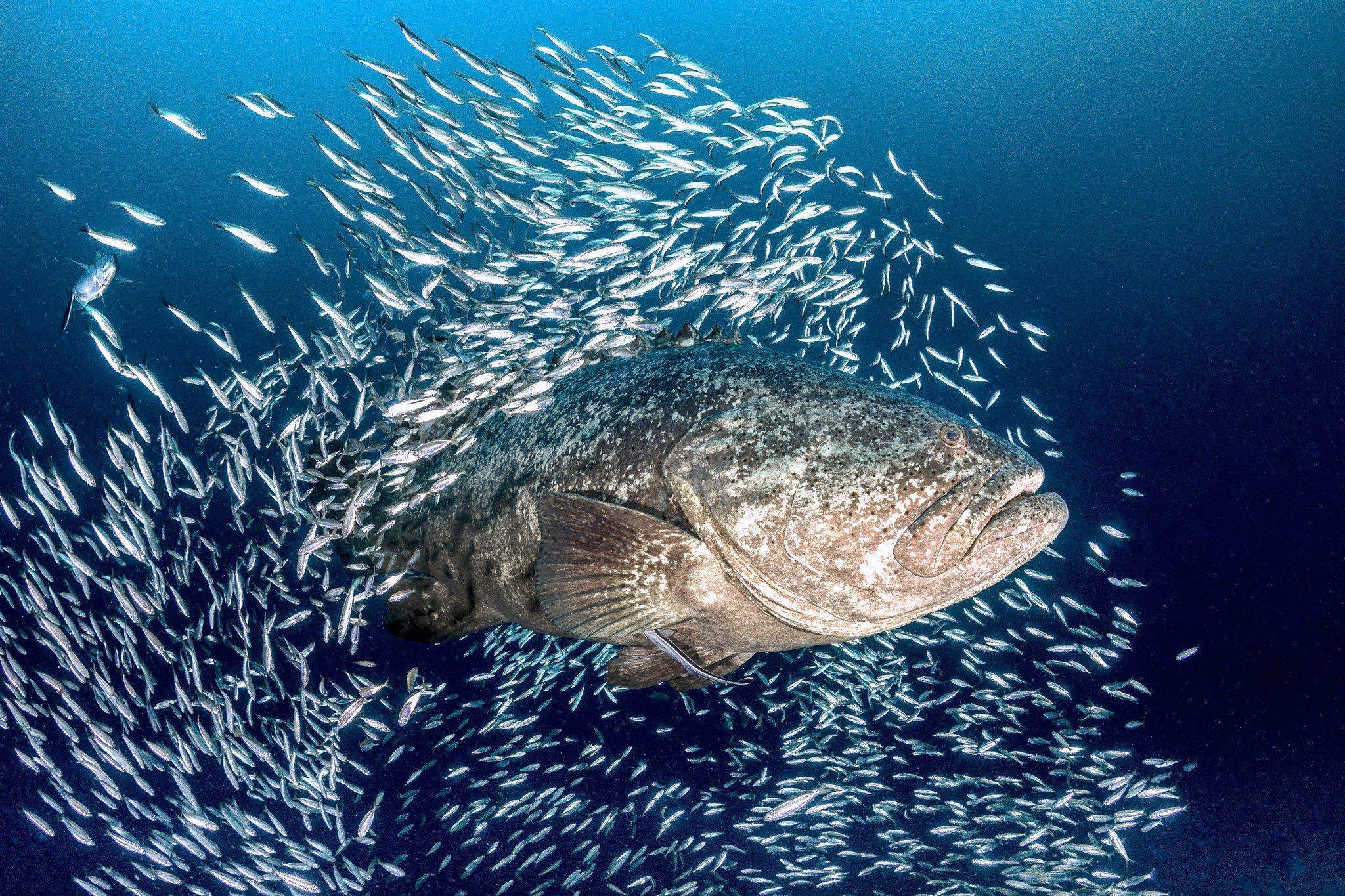 Рыба групер: описание, среда обитания, полезные свойства, рецепты