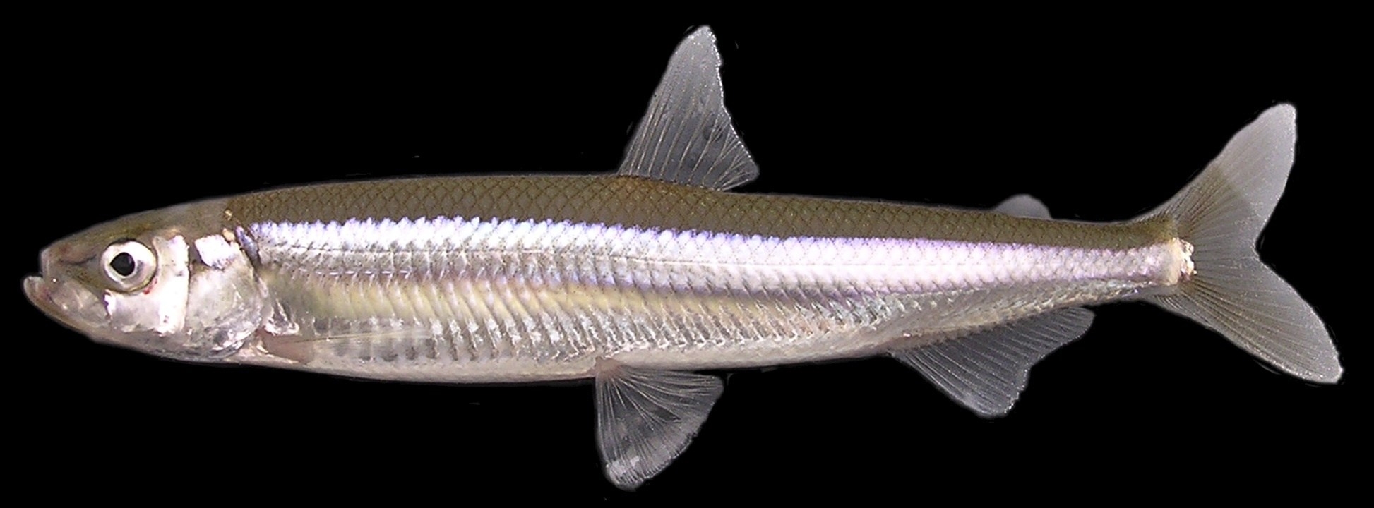 Ряпушка сибирская фото и описание – каталог рыб, смотреть онлайн