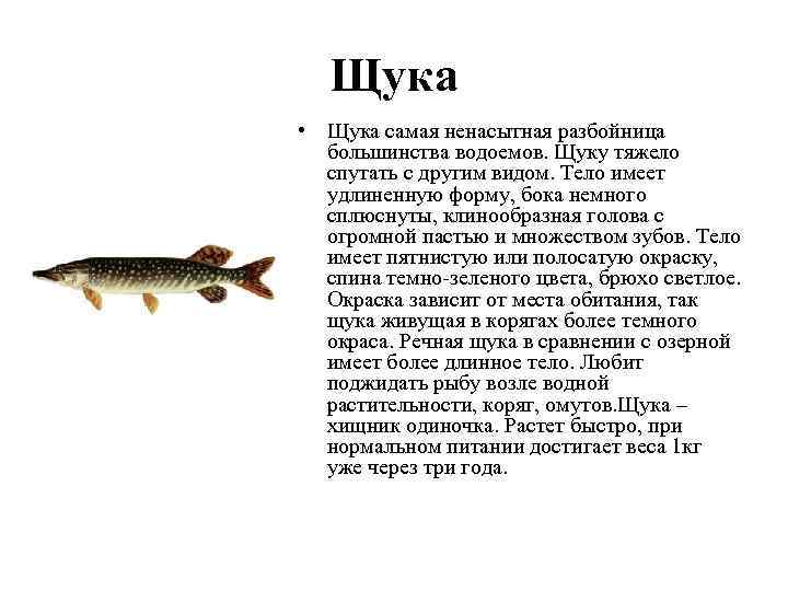 Щука-аллигатор — плод странной любви и мечта рыбаков