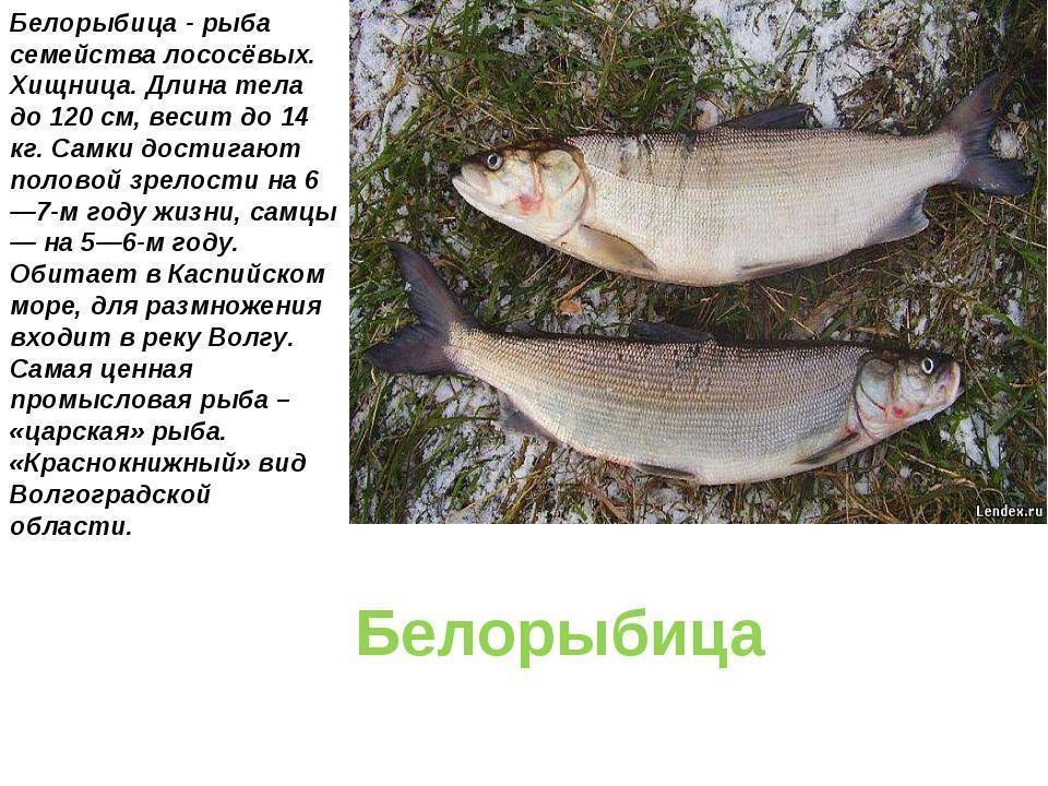 Нельма – все, что необходимо знать! рыба нельма: описание, фото, ловля.