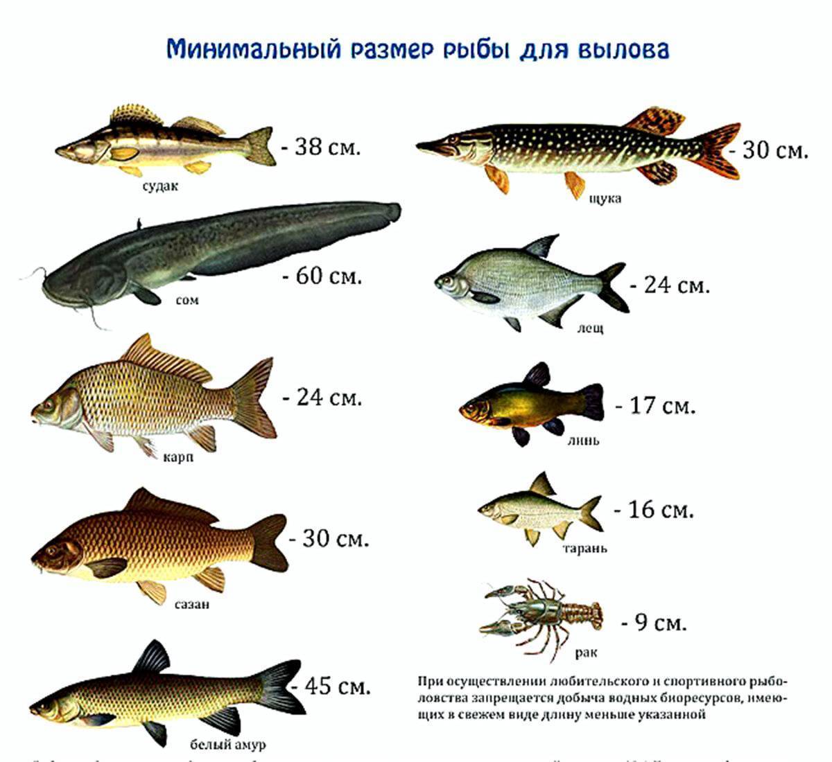рыба белого моря список