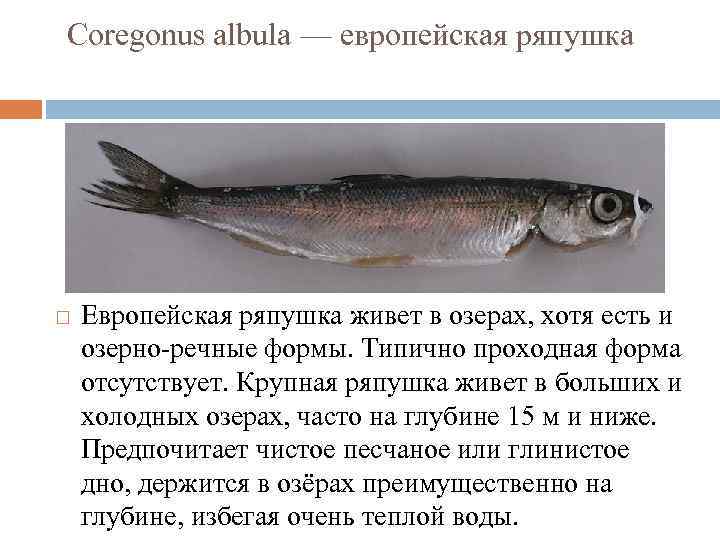 Ряпушка