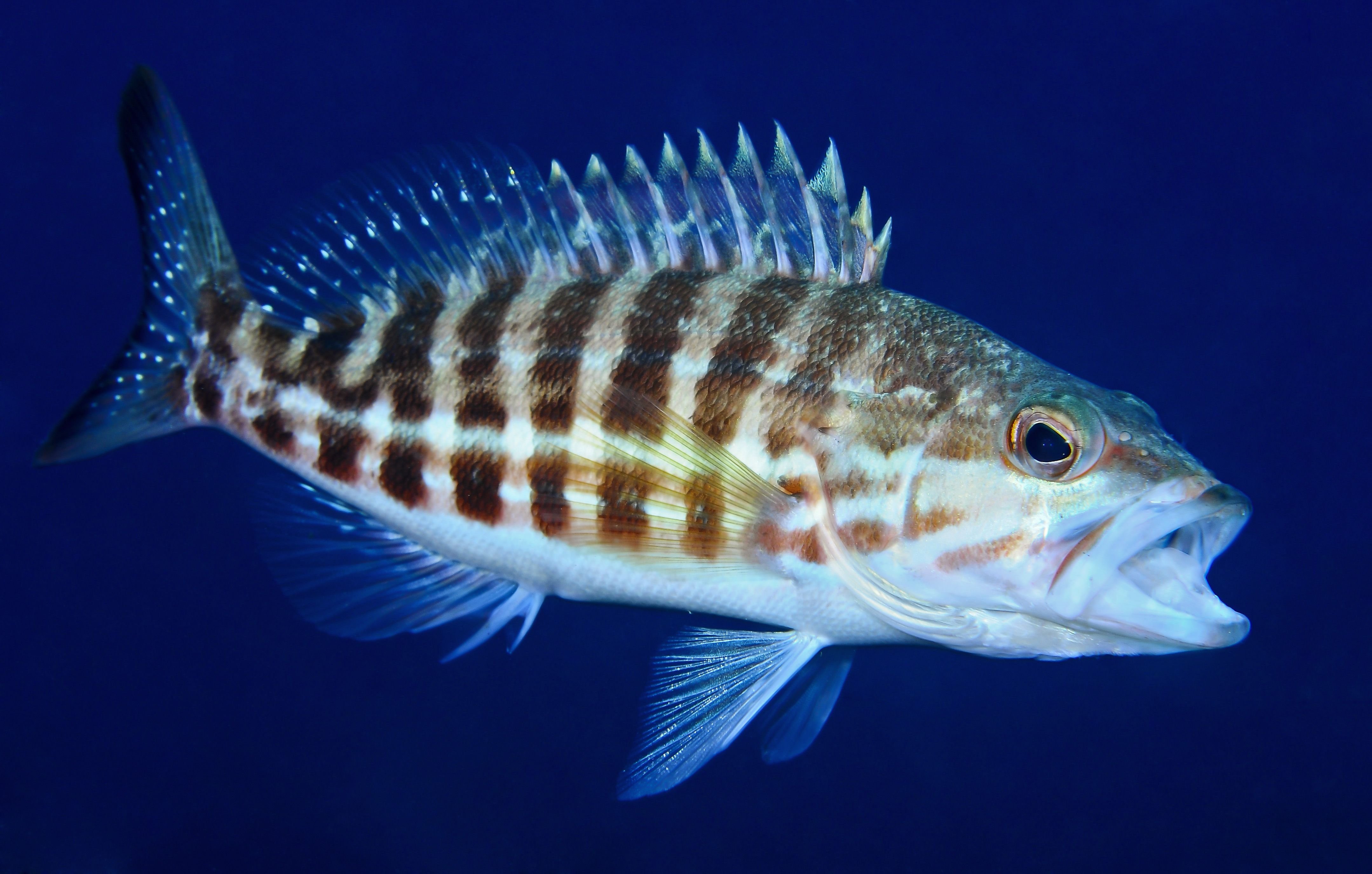 Рыба «морской окунь мраморный» фото и описание