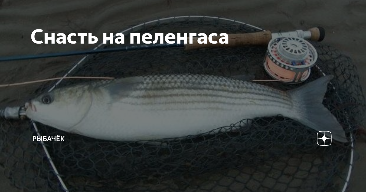 Рыба пеленгас – фото и описание