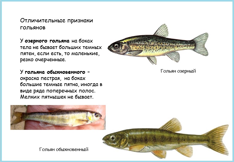Гольян рыба. образ жизни и среда обитания рыбы гольян | животный мир