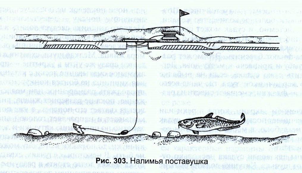 Донка на налима: монтаж донки на налима с берега своими руками