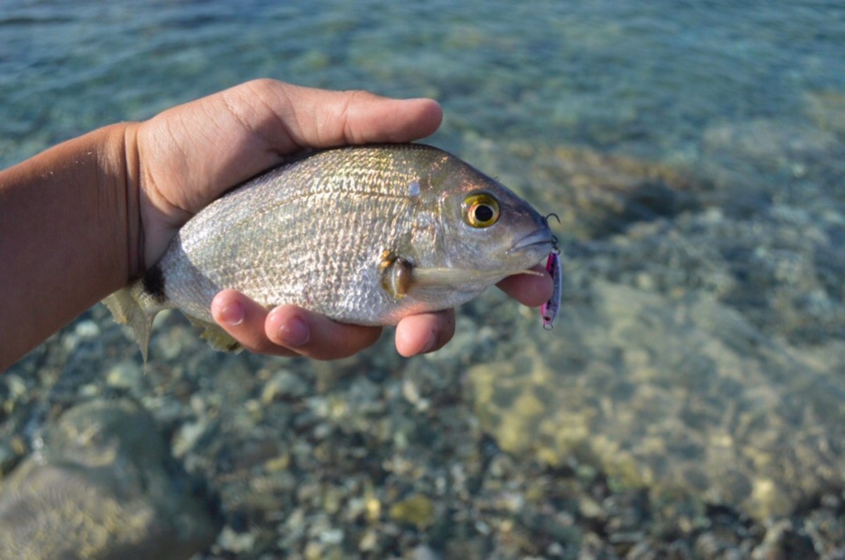 Линь фото и описание – каталог рыб, смотреть онлайн