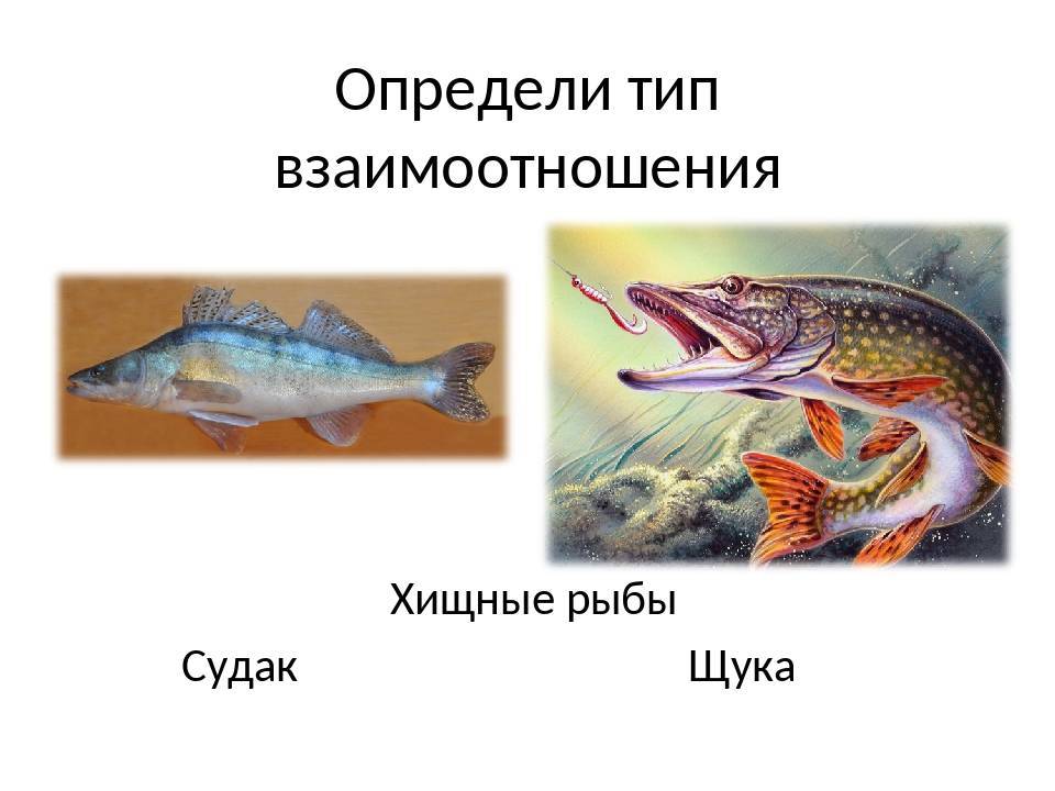 Щука рыба. образ жизни и среда обитания щуки | животный мир