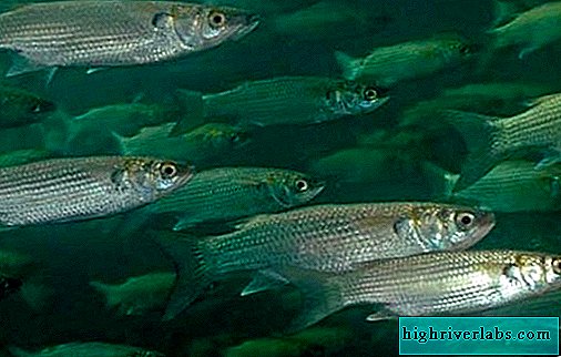 Рыба «губан-перепёлка» фото и описание