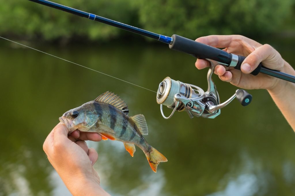Как ловить на спиннинг начинающему и поймать рыбу?