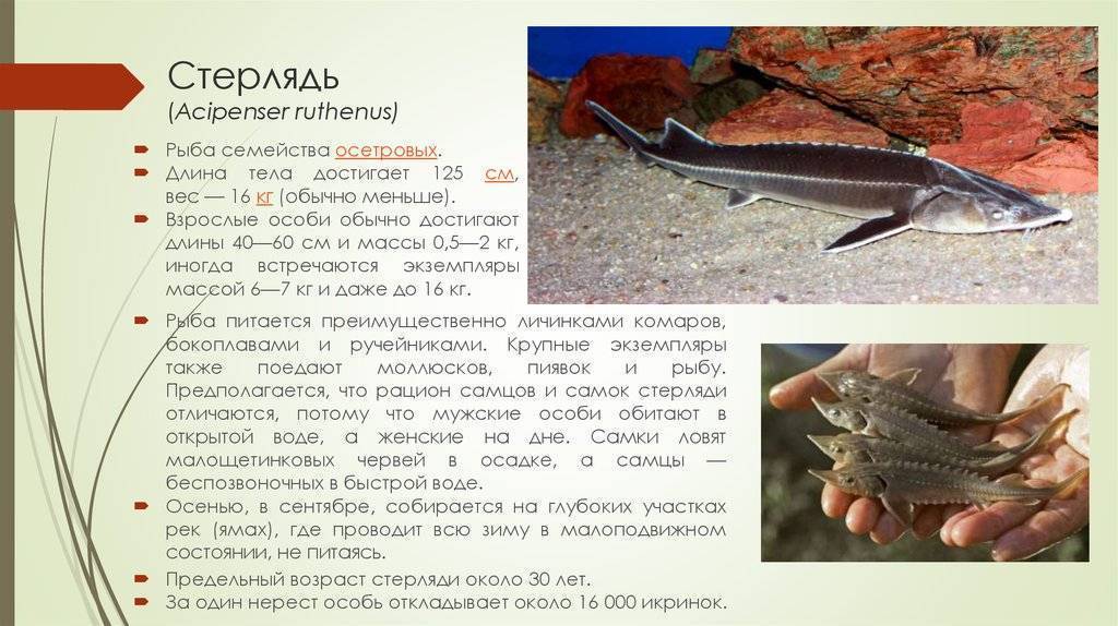Стерлядь рыба: где водится в россии, чем питается, как выглядит