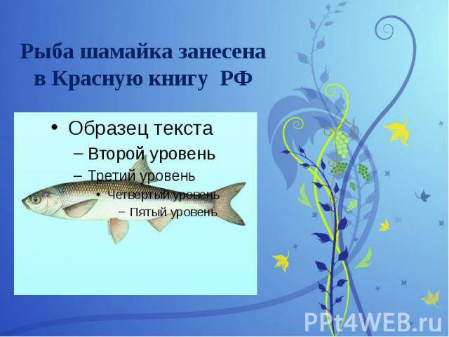 Шамайка – необычная рыба