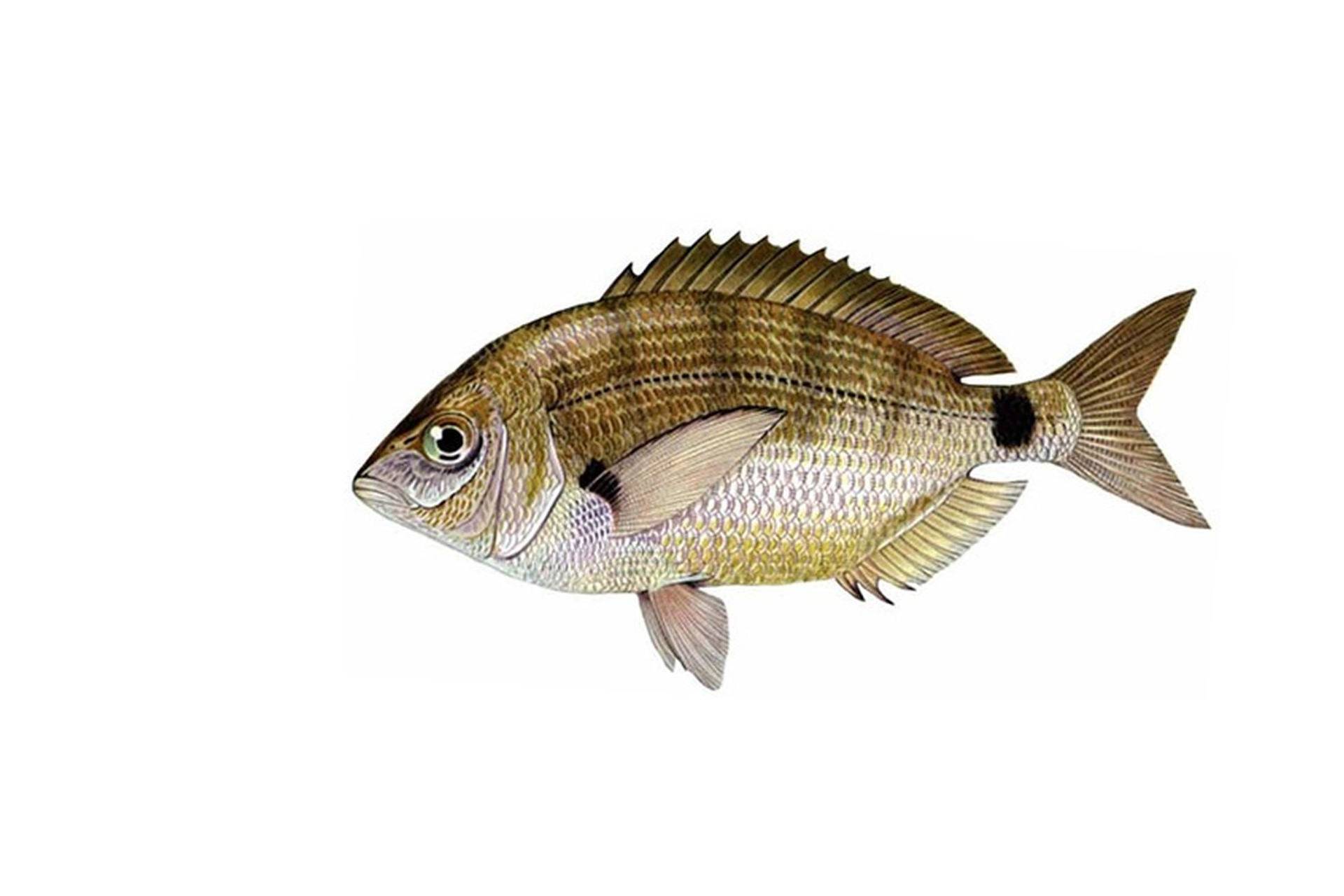 Лаврак японский фото и описание – каталог рыб, смотреть онлайн