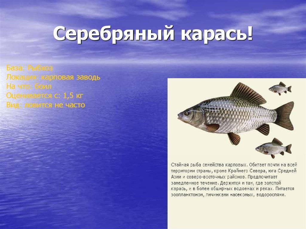 Морской карась дальневосточный фото и описание – каталог рыб, смотреть онлайн