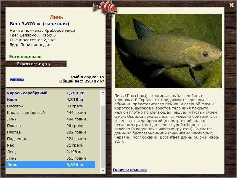 Линь рыба: особенности выращивания и ухода
