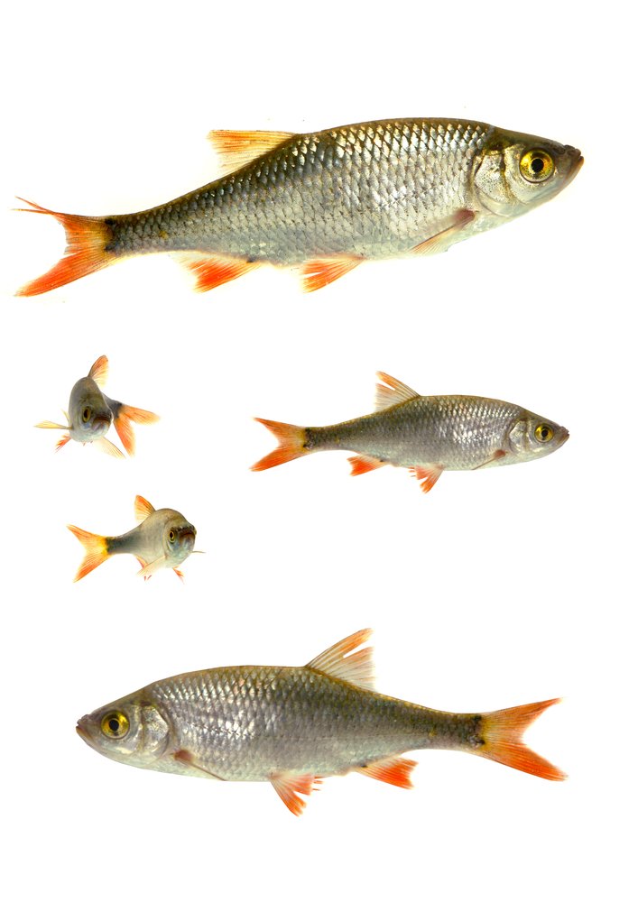 Плотва сибирская фото и описание – каталог рыб, смотреть онлайн