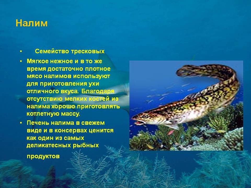 Налим – фото, описание, ареал, рацион, враги, популяция