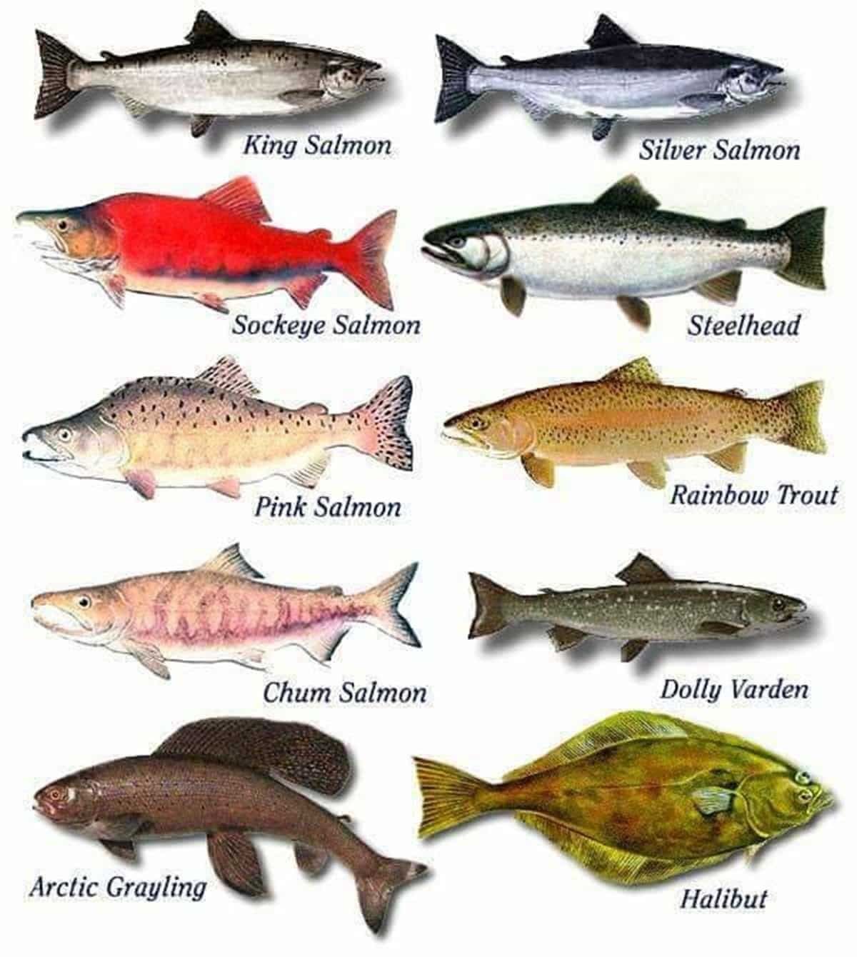 Красная рыба — 7 самых популярных видов